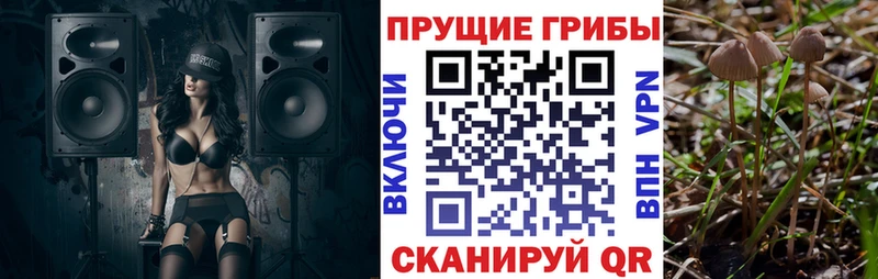 как найти наркотики Нижний Тагил Галлюциногенные грибы Psilocybine cubensis